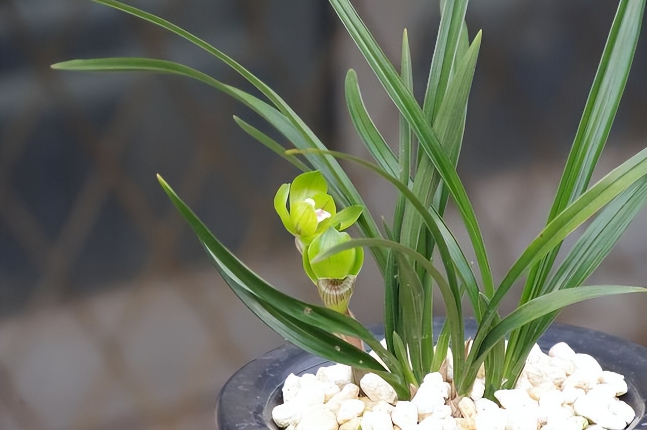 春兰绿云兰花,绿云春兰浓香型兰花