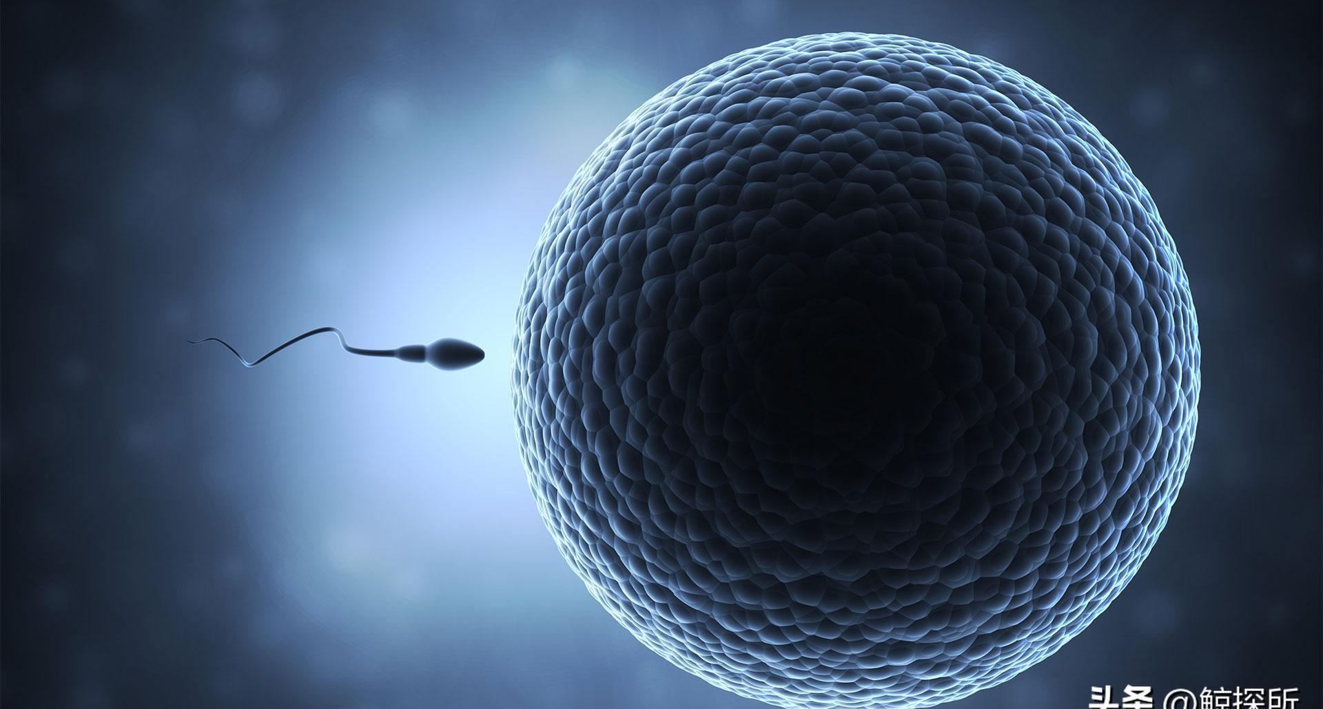 精子的生命力有多强大,精子的8大秘密