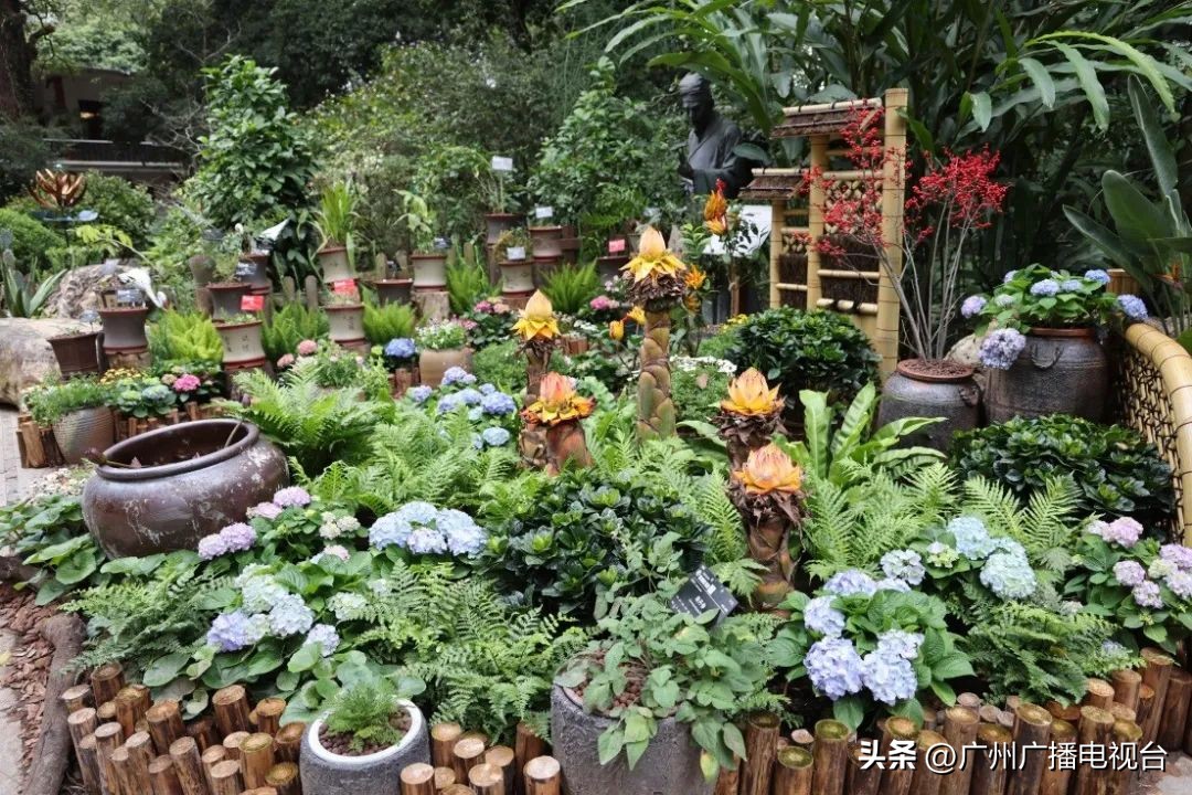 2023年全国兰花展预告,世界上最好看的兰花展