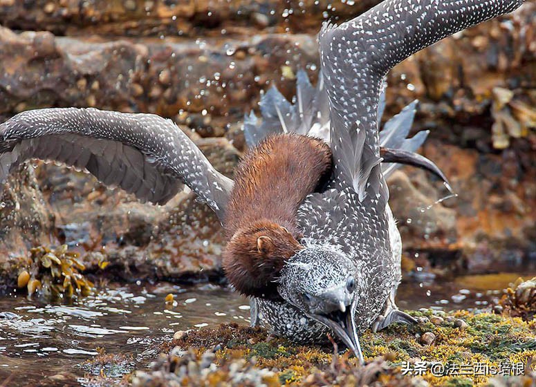 野生水貂捕鱼视频,吉林发现野生水貂