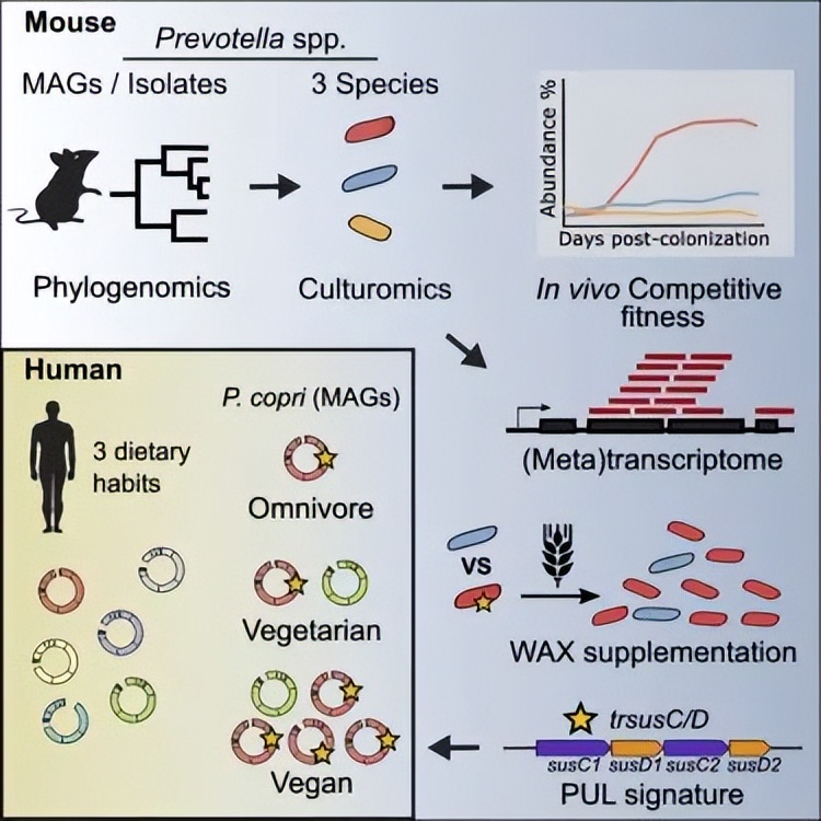 普雷沃氏菌是厌氧菌吗,肠道菌种有哪些