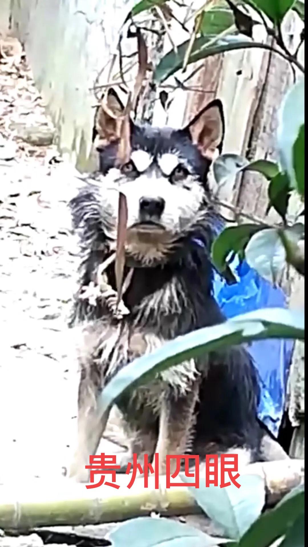 广东土狗和广西土狗的区别,两广土狗跟贵州土狗哪个更大