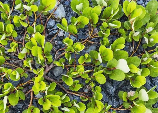 大自然中树有哪些秘密呢,神奇的大自然神奇的树