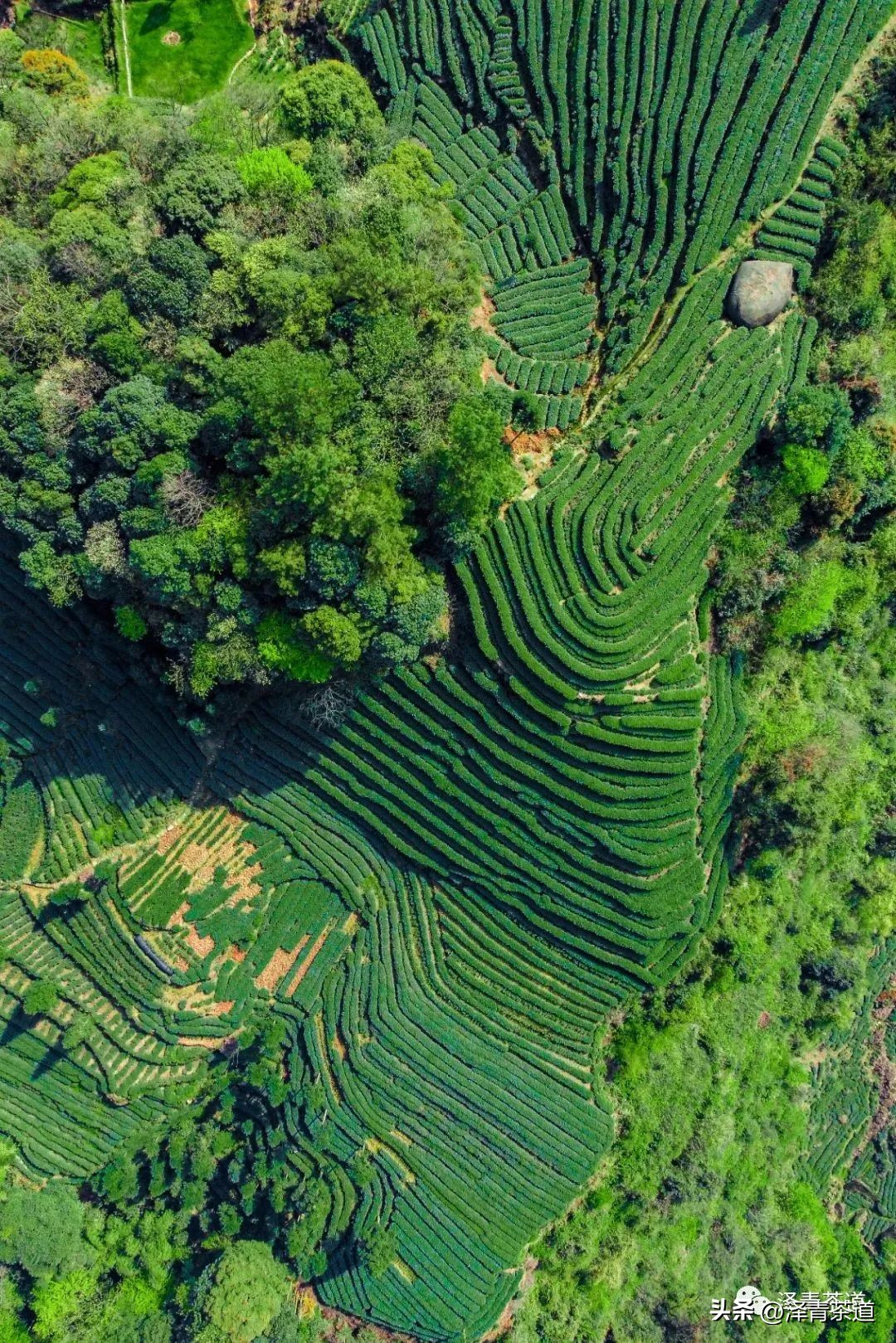 中国10大名茶品牌排名图片,2022年最具品牌价值的10大茶品牌