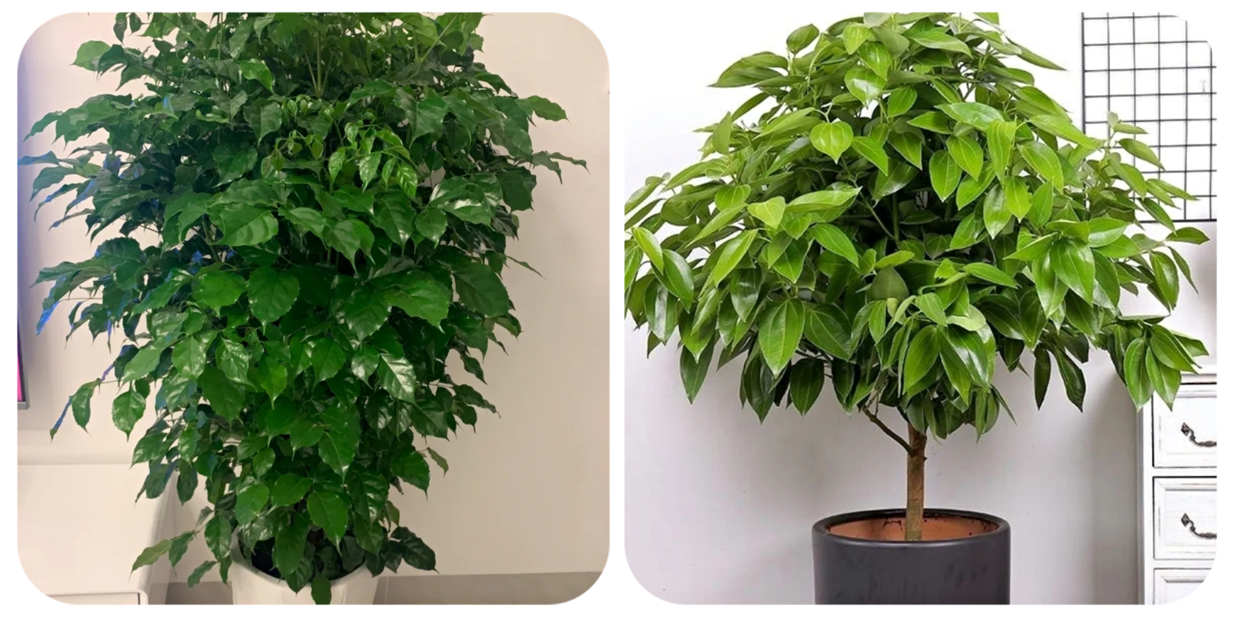 100种花能养在阳台上，50种开花的，40种绿植，10种蔬果