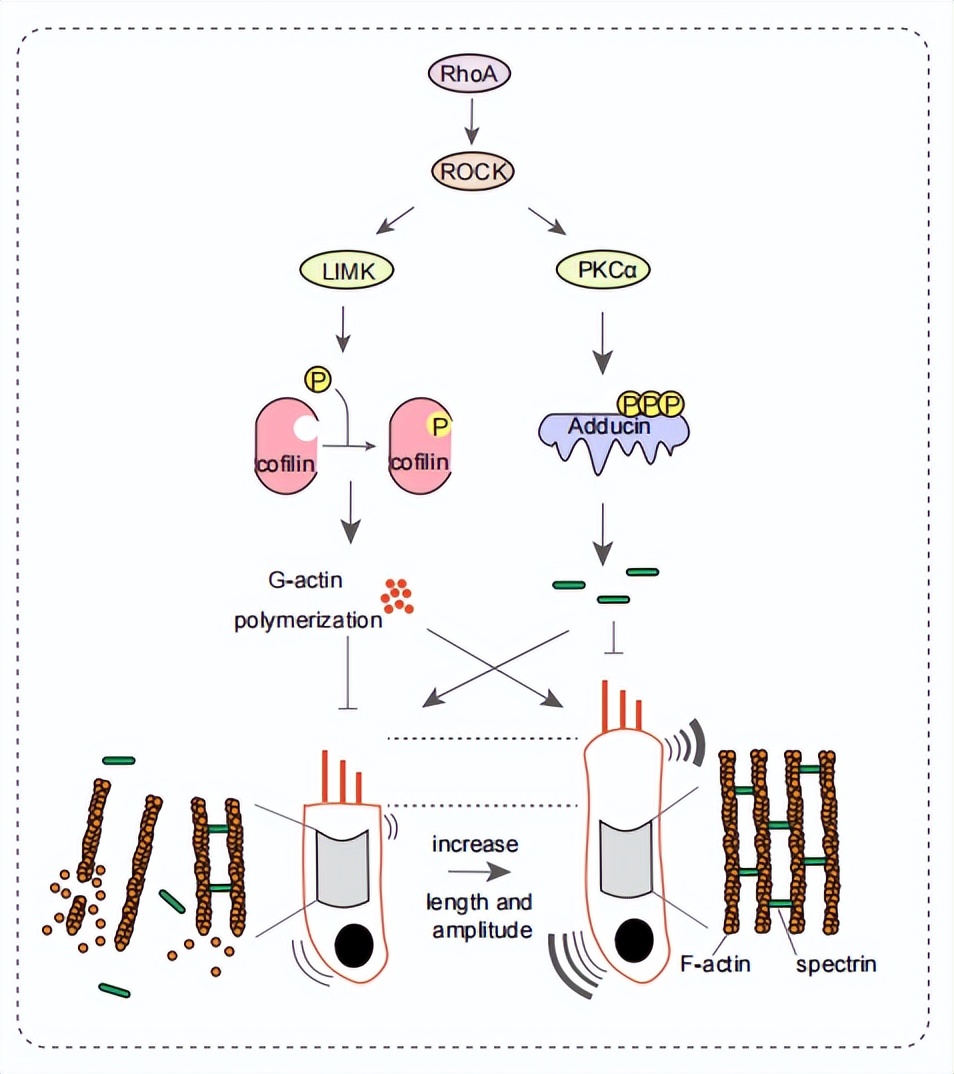 南通大学刘东团队提出RhoGTPase家族成员是治疗感音神经性耳聋的潜在靶点