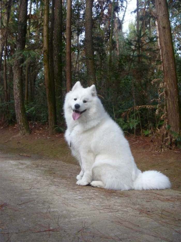 萨摩耶一觉睡醒眼睛有好多眼屎,萨摩耶的眼睛有眼屎是什么样子的