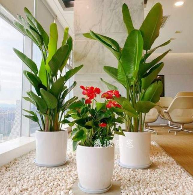 除甲醛的绿植如何摆放,屋里摆什么绿植除甲醛最快