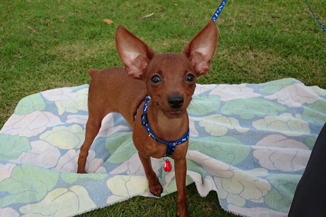 小鹿狗生病什么症状,小鹿犬如果生病了是什么样子