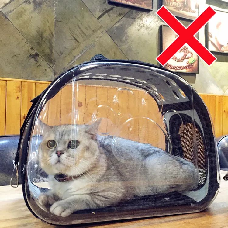 害死猫的网红饰品,盘点那些被人害死的网红猫