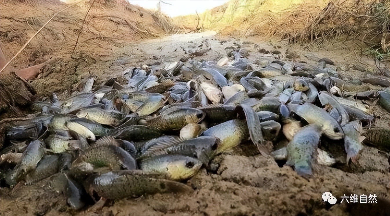 男子开门遇到小鲫鱼，次日发现更多鱼爬上岸，过山鲫为啥离开水？
