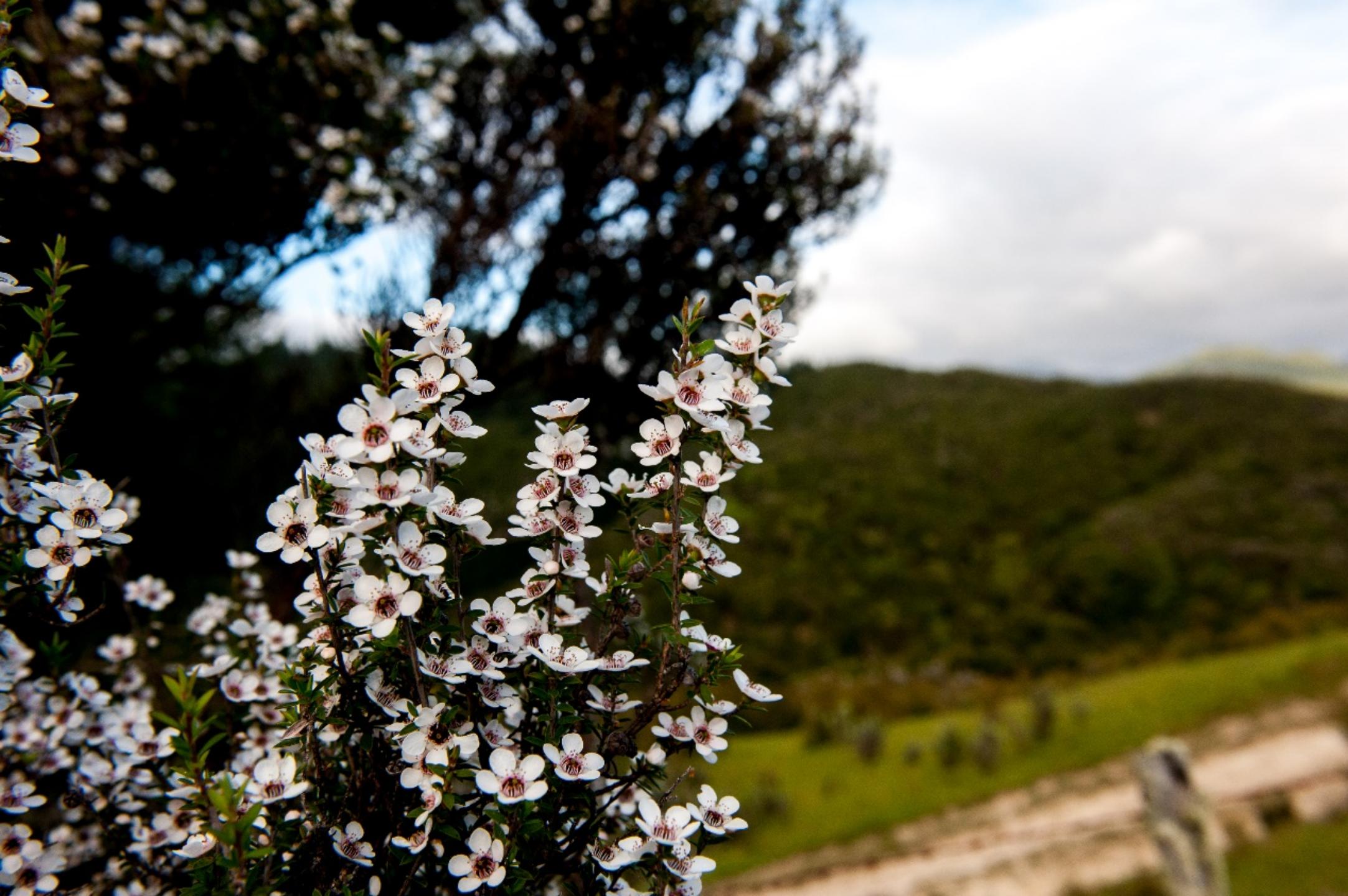 森蜂园产品再次走进上海进博会