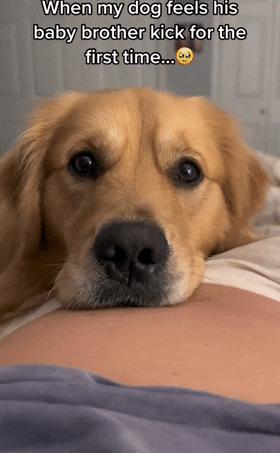 狗狗听主人胎动很惊讶,狗狗听胎动惊讶