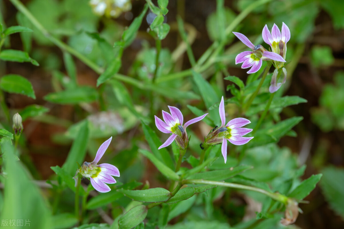 半枝莲有哪些功效和作用,半边莲和半枝莲功效作用