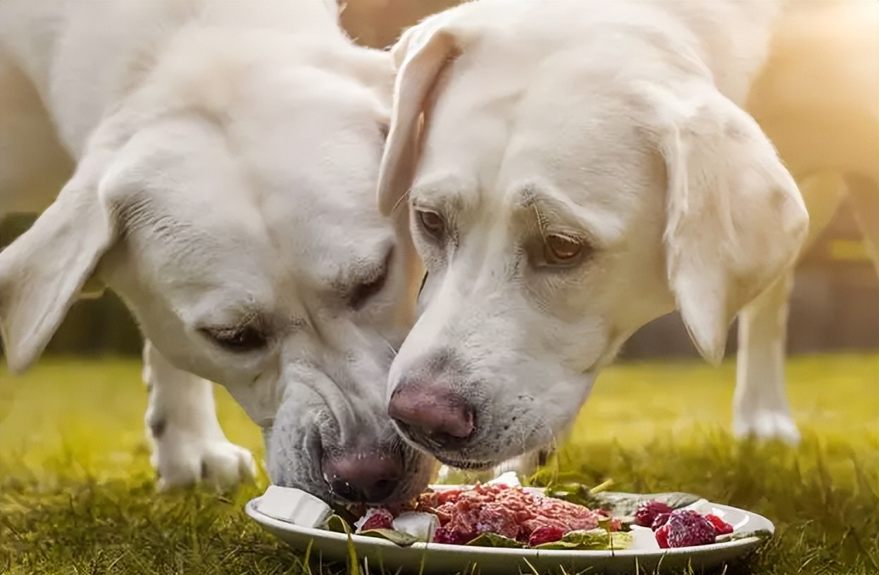 养拉布拉多犬的基本知识,养拉布拉多犬新手要注意什么