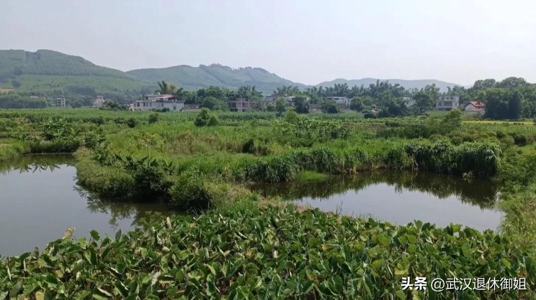 去阳逻做客吃两餐饭还拿一大袋东西回家买礼物份子钱每人出20元