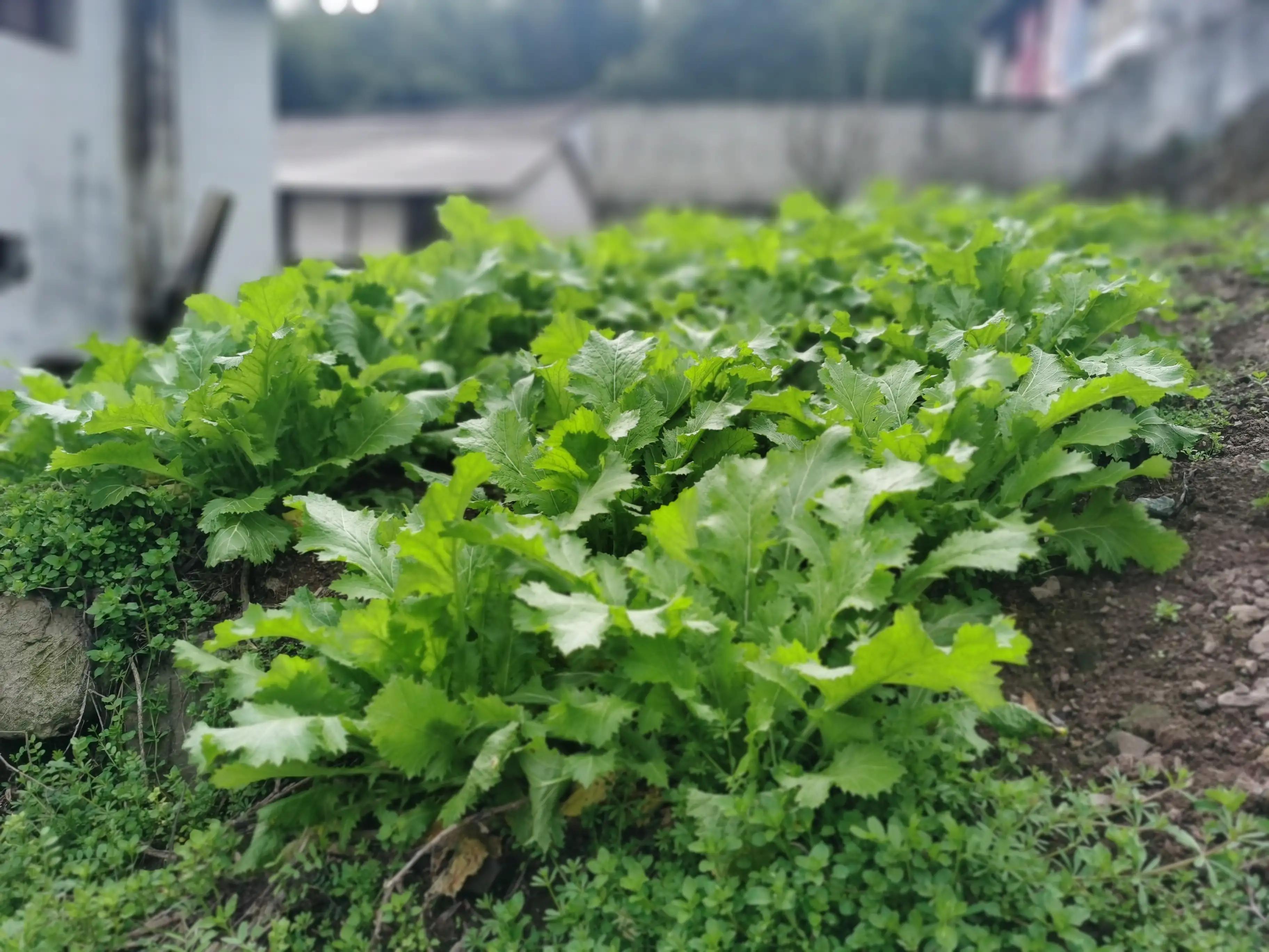 绍兴特产笋丝梅干菜的做法,绍兴特产笋丝梅干菜自产自销