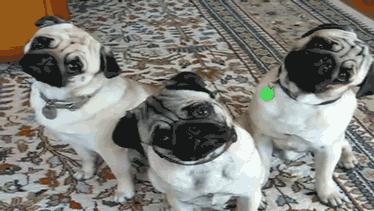 人类禁止*亲近**繁殖，为何要让狗“回交”？甚至品种越纯越好？