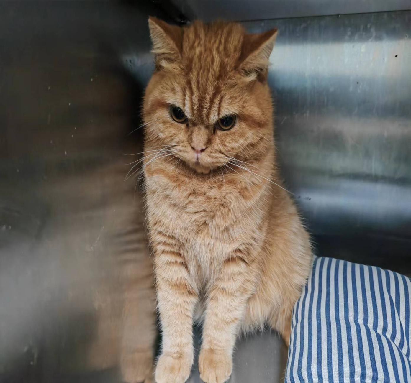 猫咪肝衰竭黄疸怎么治疗,大犬上吐下泻精神萎靡