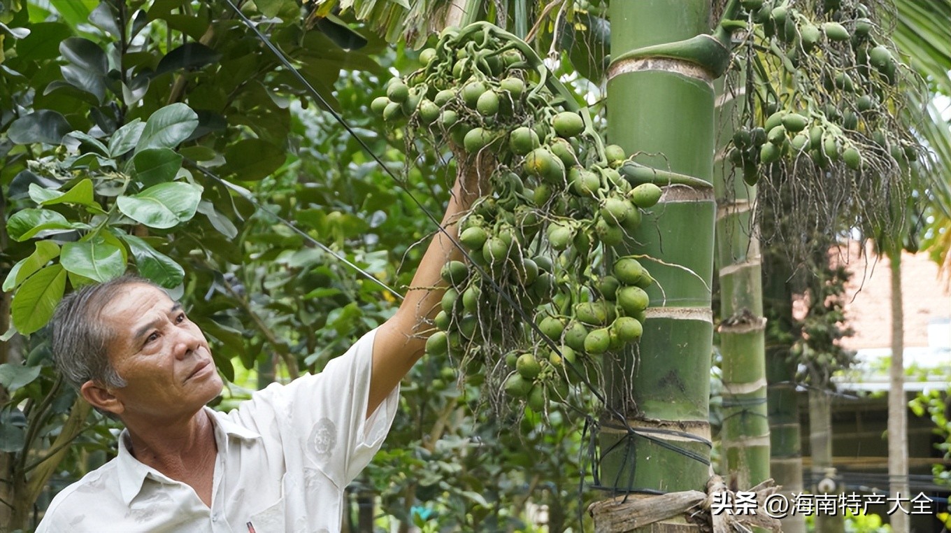 2020年越南进口槟榔的行情,越南槟榔价格最新行情今日