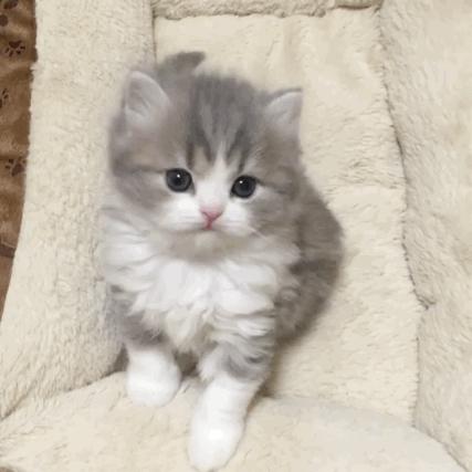 猫咪宝贝歌词,猫咪宝贝dj加长版迪厅