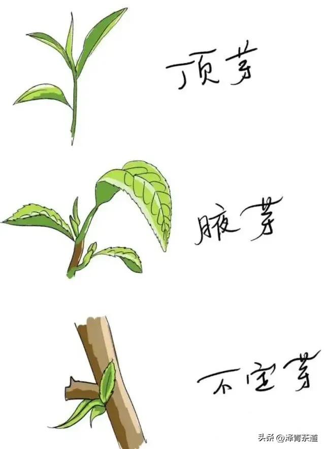 为什么茶树的南比北多,茶树生长的原因有哪些