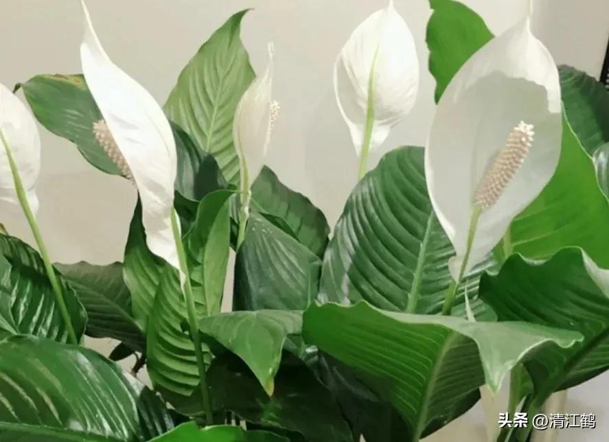 白鹤芋不开花别急着扔,“5步骤”矫正养护,叶子油绿花开不断