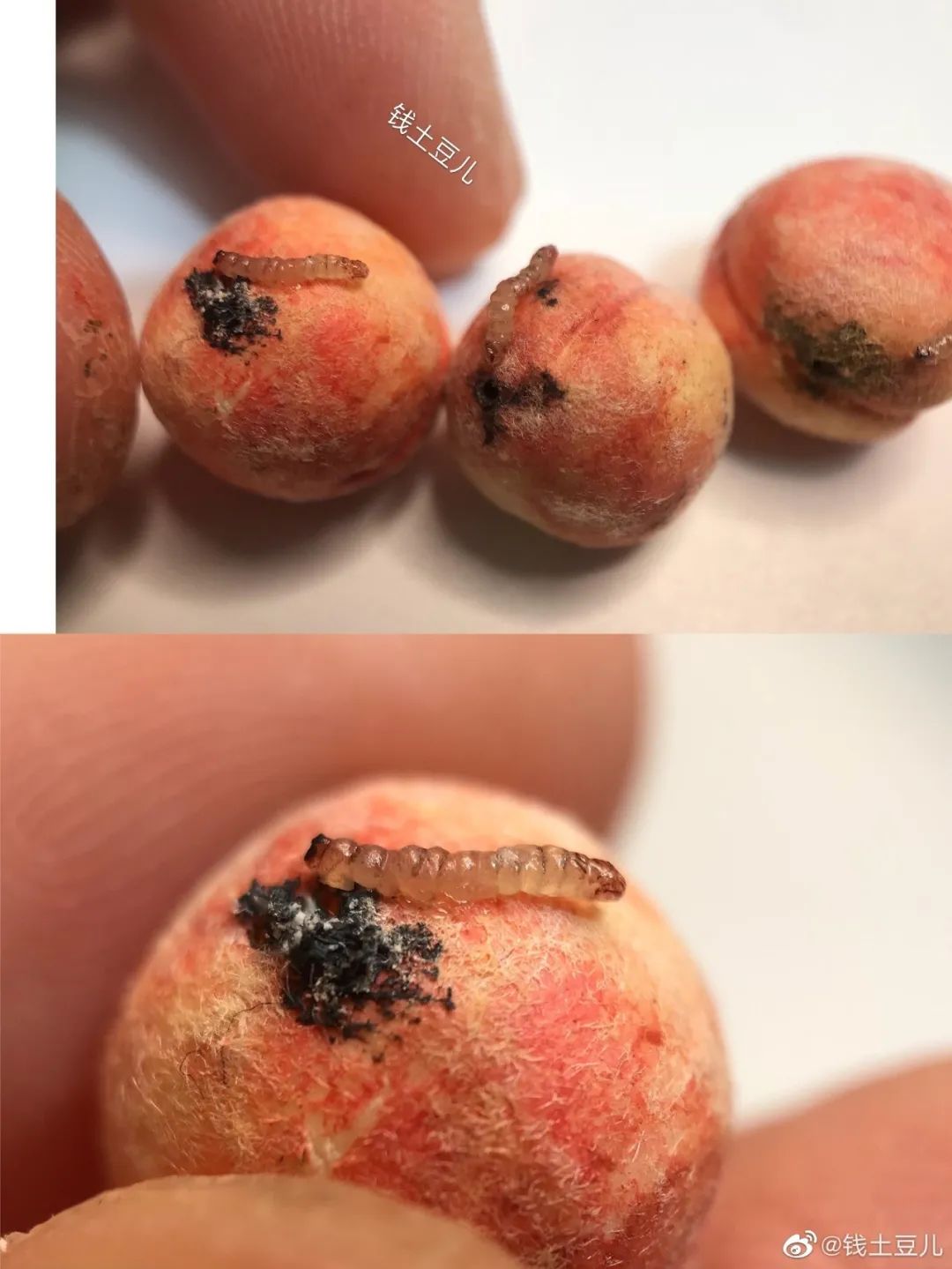 90后妈妈因造假走红,网红辣妈骗局