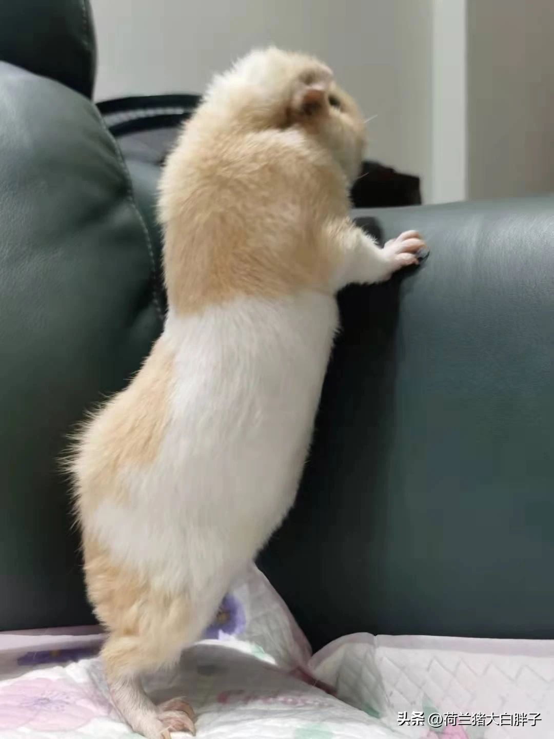 荷兰猪卡脚,荷兰猪指甲太尖了怎么办