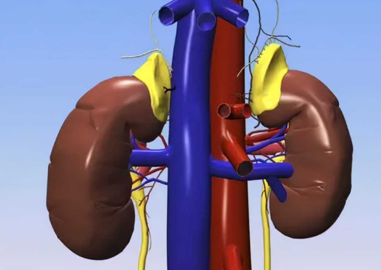 一喝水就尿多代表肾好还是不好,一喝水就尿多表示肾脏好还是不好
