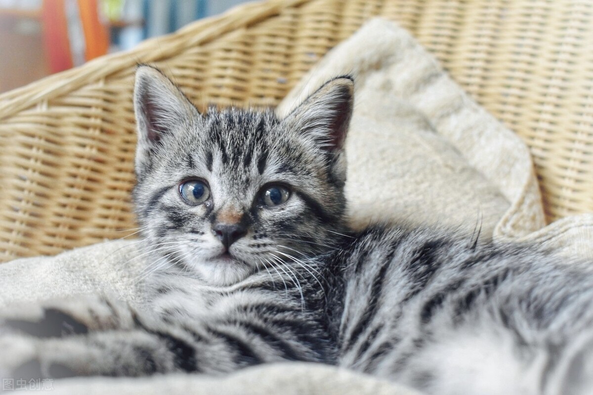 中华田园猫在国外真的很受欢迎吗,中华田园猫的品种介绍和图片大全