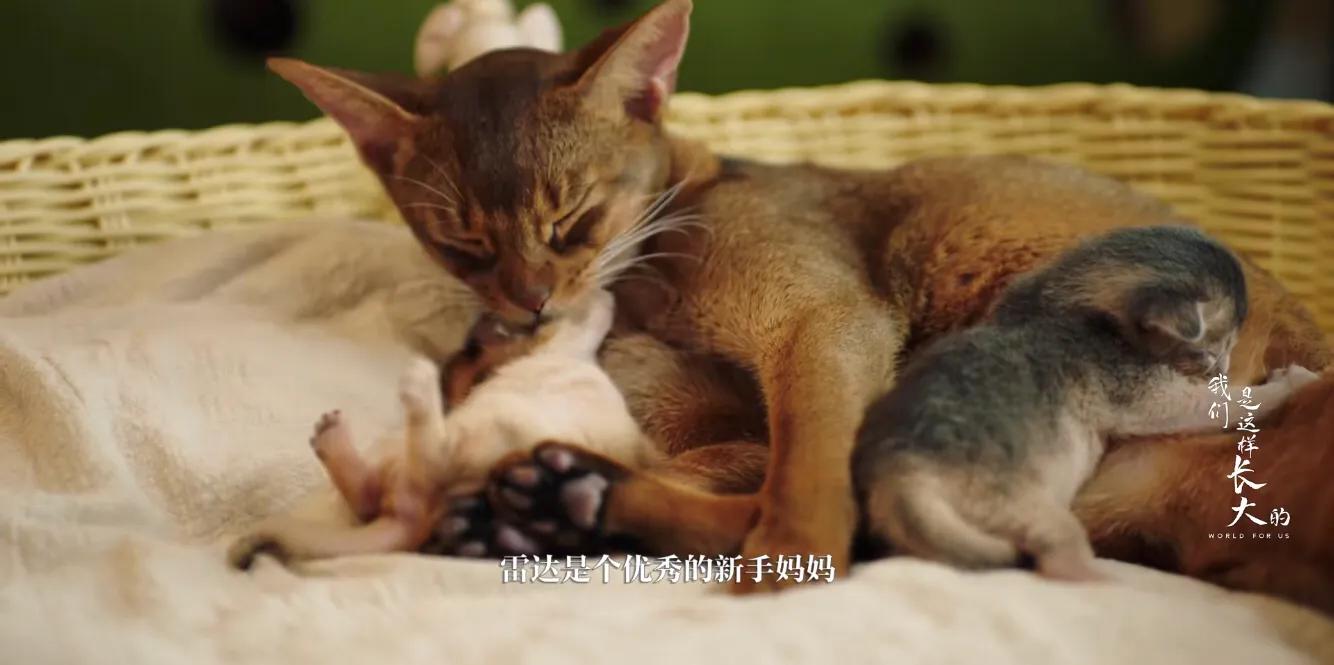 初来乍到请多安慰,初来乍到请多关照音频