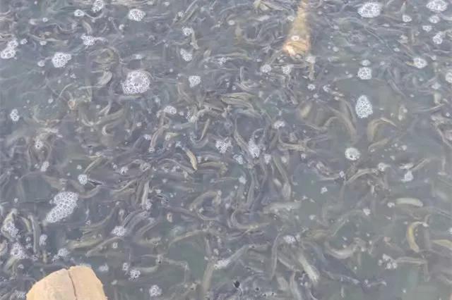 泥鳅冬季开花的养殖技术,泥鳅开花做法