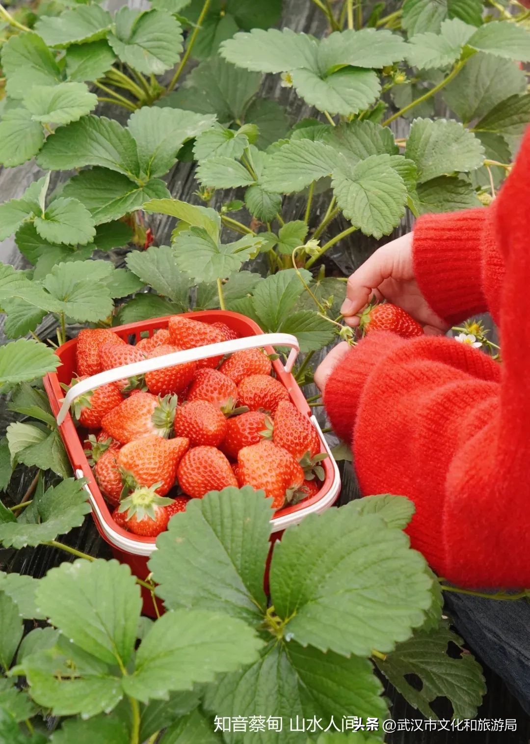 又红又大的草莓欢迎采摘,最近的草莓采摘在哪里