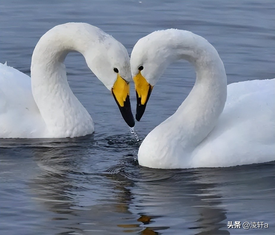 研究100种动物“*生活性**”后，牛津女博士发现人类与动物大同小异