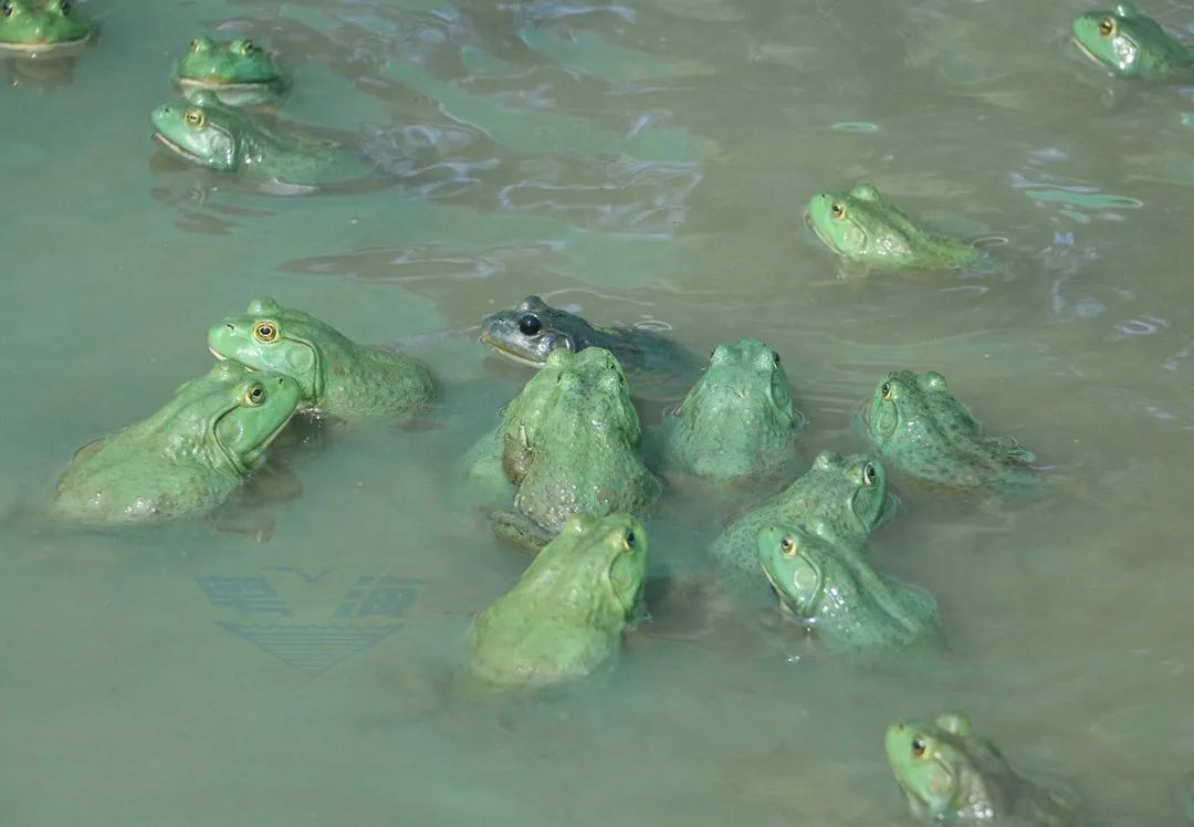 拥有多年的牛蛙养殖技术经验,致富经之牛蛙养殖