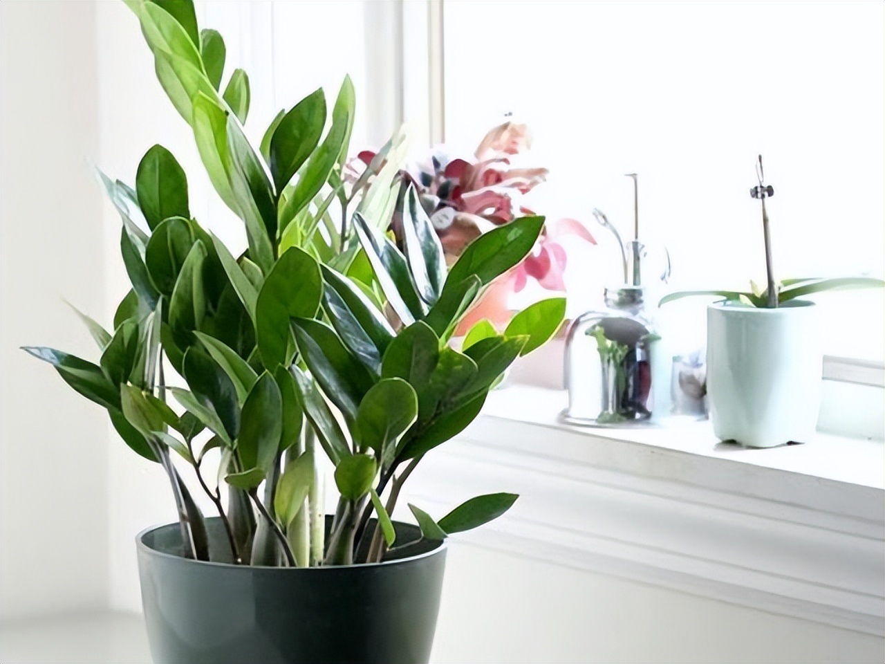 适合养在室内的吉利花有哪些,适合在北方养的吉利花