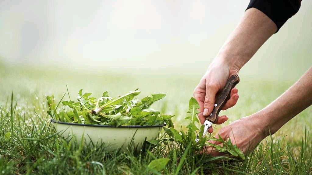 蒲公英能杀死癌细胞是真的吗,蒲公英杀死癌细胞治疗甲状腺结节