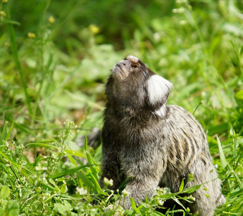 男人在路边意外捡到一只野猴子,男子捡到一只猴子带回家
