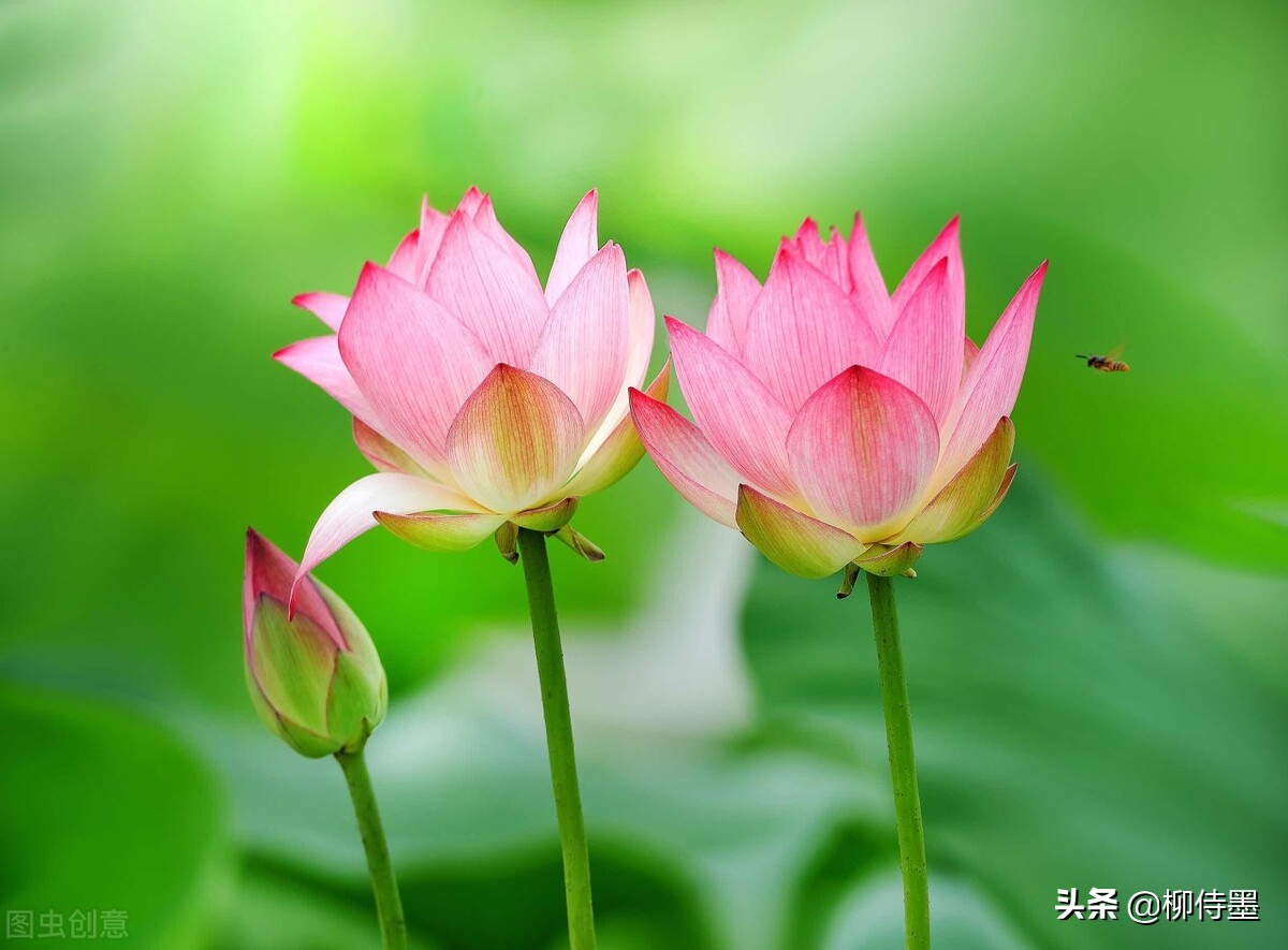 荷花摄影技巧和方法,荷花怎么拍出高级感的照片