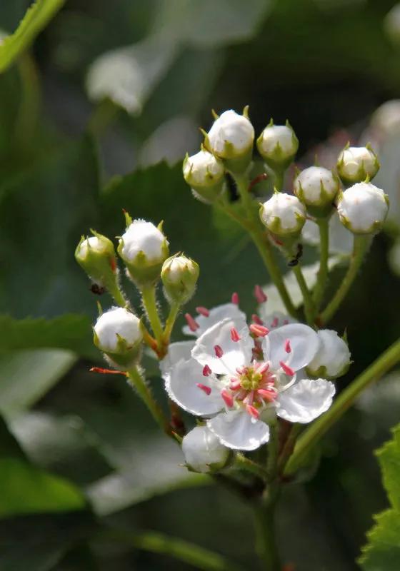 世界各国国花一览表,南美洲各国国花