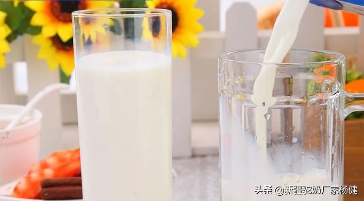 原始黄金有机骆驼奶,原始黄金骆驼奶怎么样