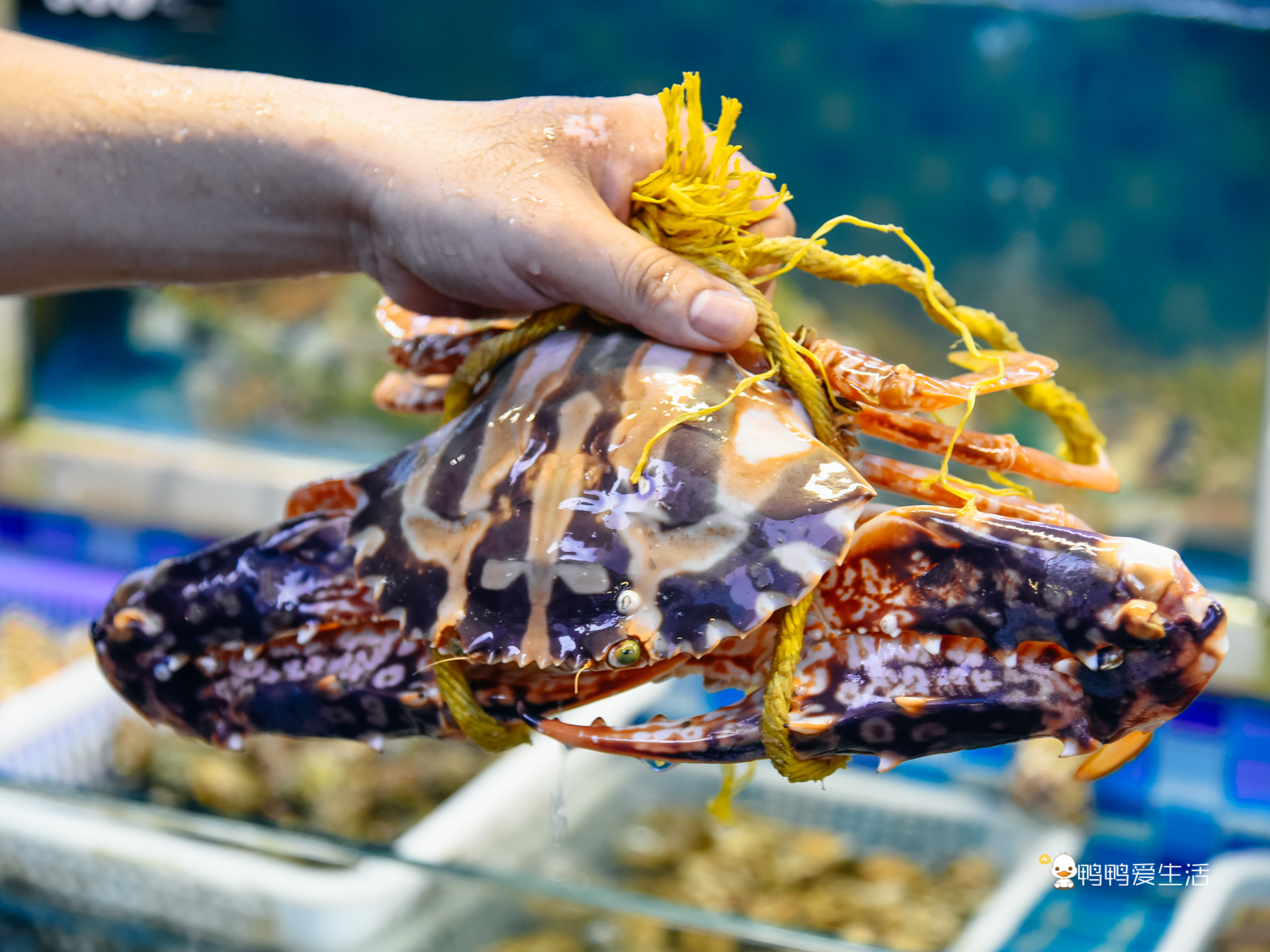 老厦门人都知道的四里建兴，开业近40年，红花蟹还能一蟹六吃