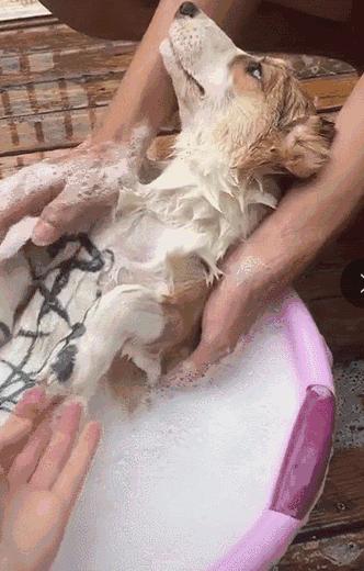 狗狗百科全书养狗必备,养狗新手必备狗狗用品萌宠好物