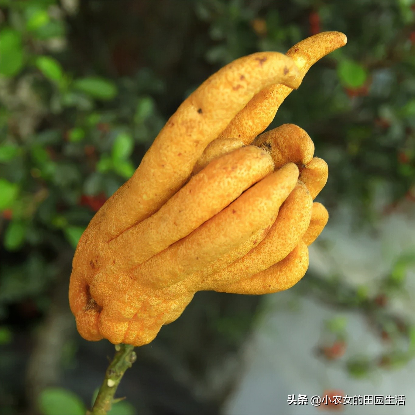 十大最旺家庭养的庭院花,十种富贵花庭院栽一棵好养又吉祥