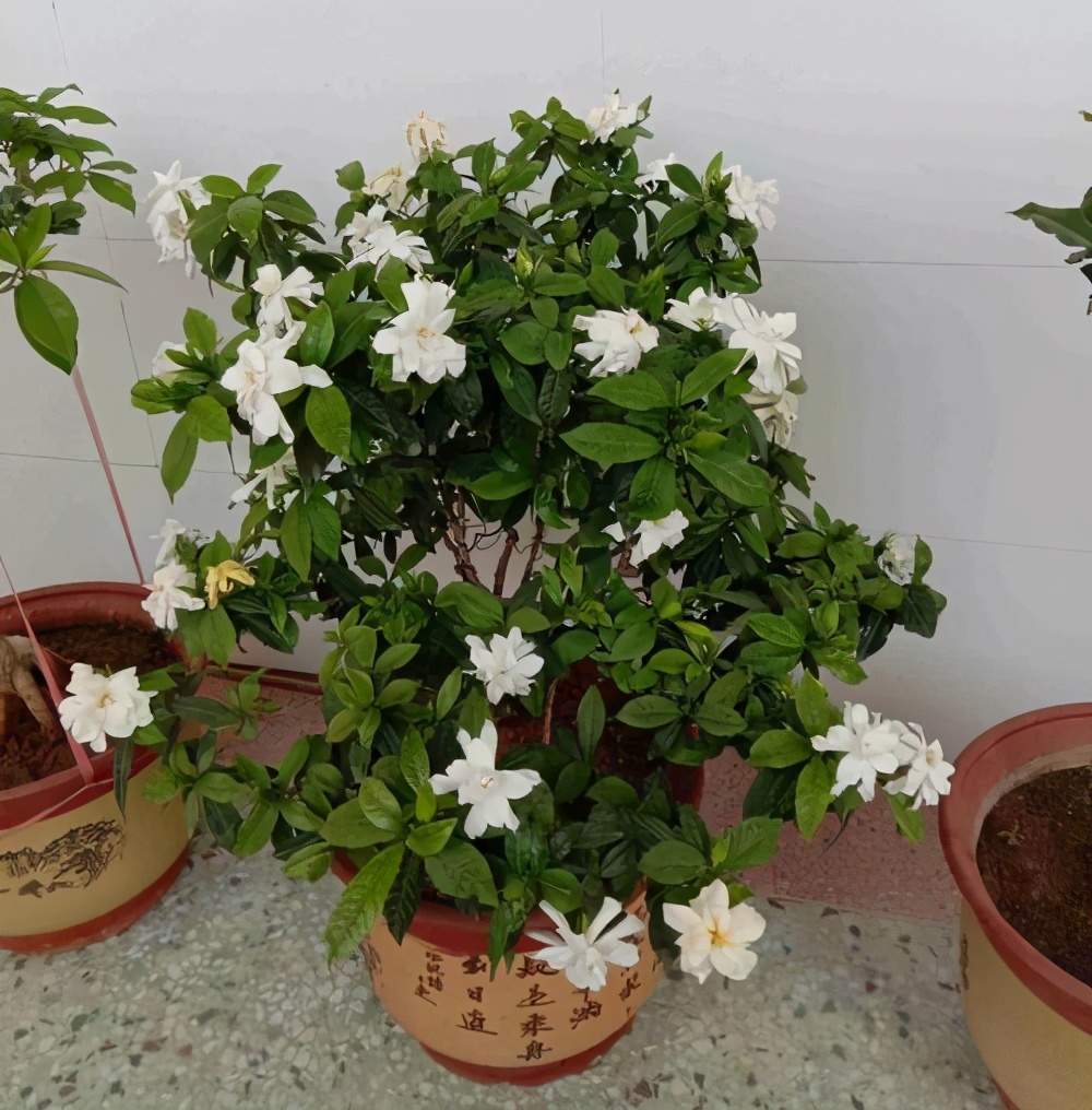 水培栀子花叶子发黑出油,怎样养好栀子花盆栽视频