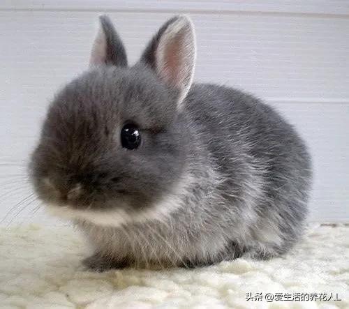 手绘呆萌可爱卡通小动物图片,可爱萌萌的小动物逗趣动图