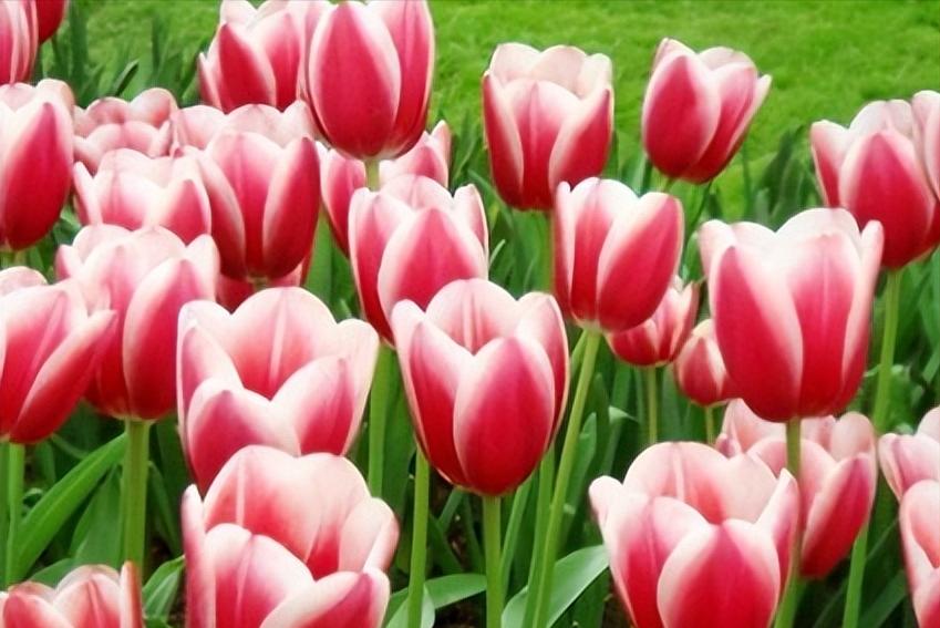 警惕这些危险的植物,盘点那些有毒的植物