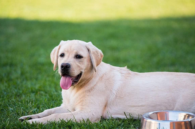 拉布拉多身上有螨虫会死吗,拉布拉多身上有菌吗
