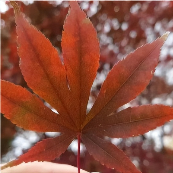 悄悄告诉你，来交大希望学院不能错过这站！